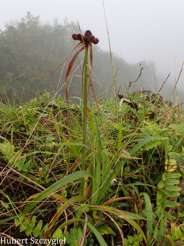 Cyperus phleoides observed 2026-04-12