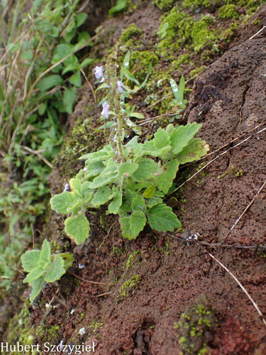 Coleus, 2026-04-12