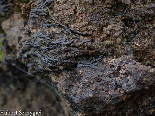 Lopholejeunea nigricans observed 2026-04-12