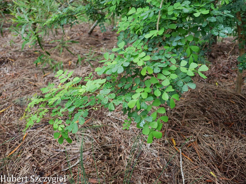 Haematoxylum campechianum, 2026-04-12