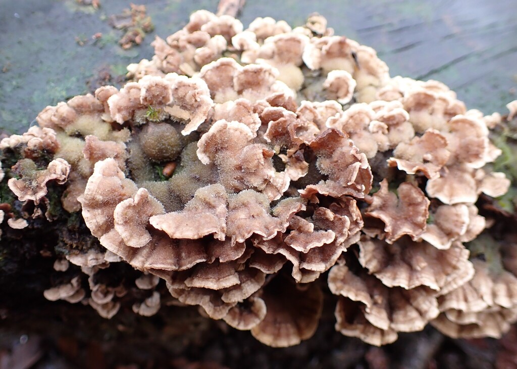 Chondrostereum purpureum
