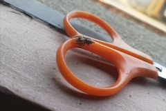 Hyllus semicupreus