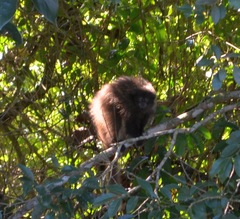 Callicebus nigrifrons