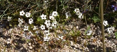 Leptosiphon chrysanthus decorus