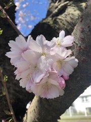 Prunus serrulata
