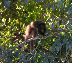 Callicebus nigrifrons