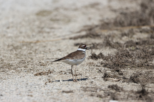 Killdeer photographed in Ohio