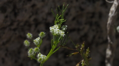 Spermolepis lateriflora