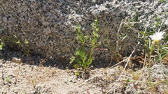 Spermolepis lateriflora