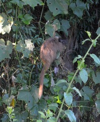 Callicebus nigrifrons