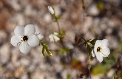 Leptosiphon chrysanthus decorus