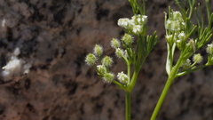 Spermolepis lateriflora