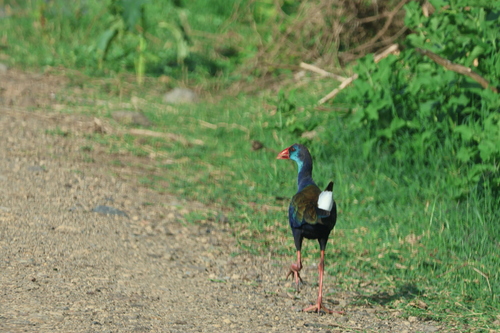iNaturalist image