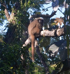 Callicebus nigrifrons