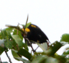 Icterus cayanensis
