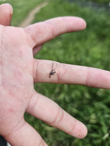 Asian Tiger Mosquito