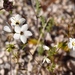 Linanthus aureus decorus - Photo (c) lonnyholmes, some rights reserved (CC BY-NC), uploaded by lonnyholmes