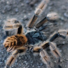 Phrixotrichus vulpinus