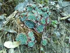 Echeveria secunda