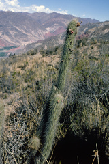 Cleistocactus luribayensis