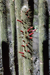 Cleistocactus luribayensis