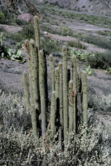 Cleistocactus luribayensis