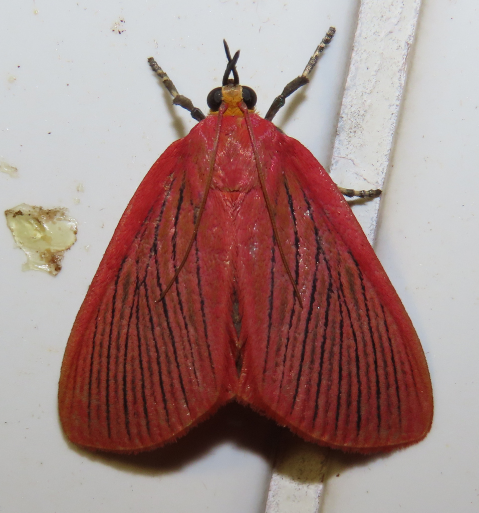 Arctioblepsis rubida