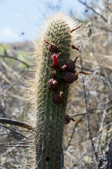 Cleistocactus luribayensis