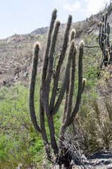 Cleistocactus luribayensis