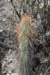 Cleistocactus luribayensis