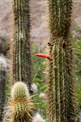 Cleistocactus luribayensis