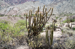 Cleistocactus luribayensis