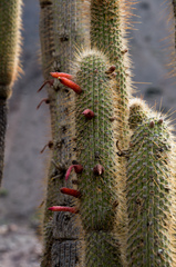 Cleistocactus luribayensis