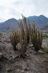 Cleistocactus luribayensis