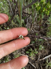 Cryptantha clevelandii
