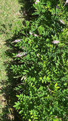 Indigofera decora