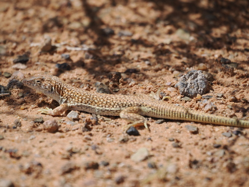 Duméril's Fringe-fingered Lizard