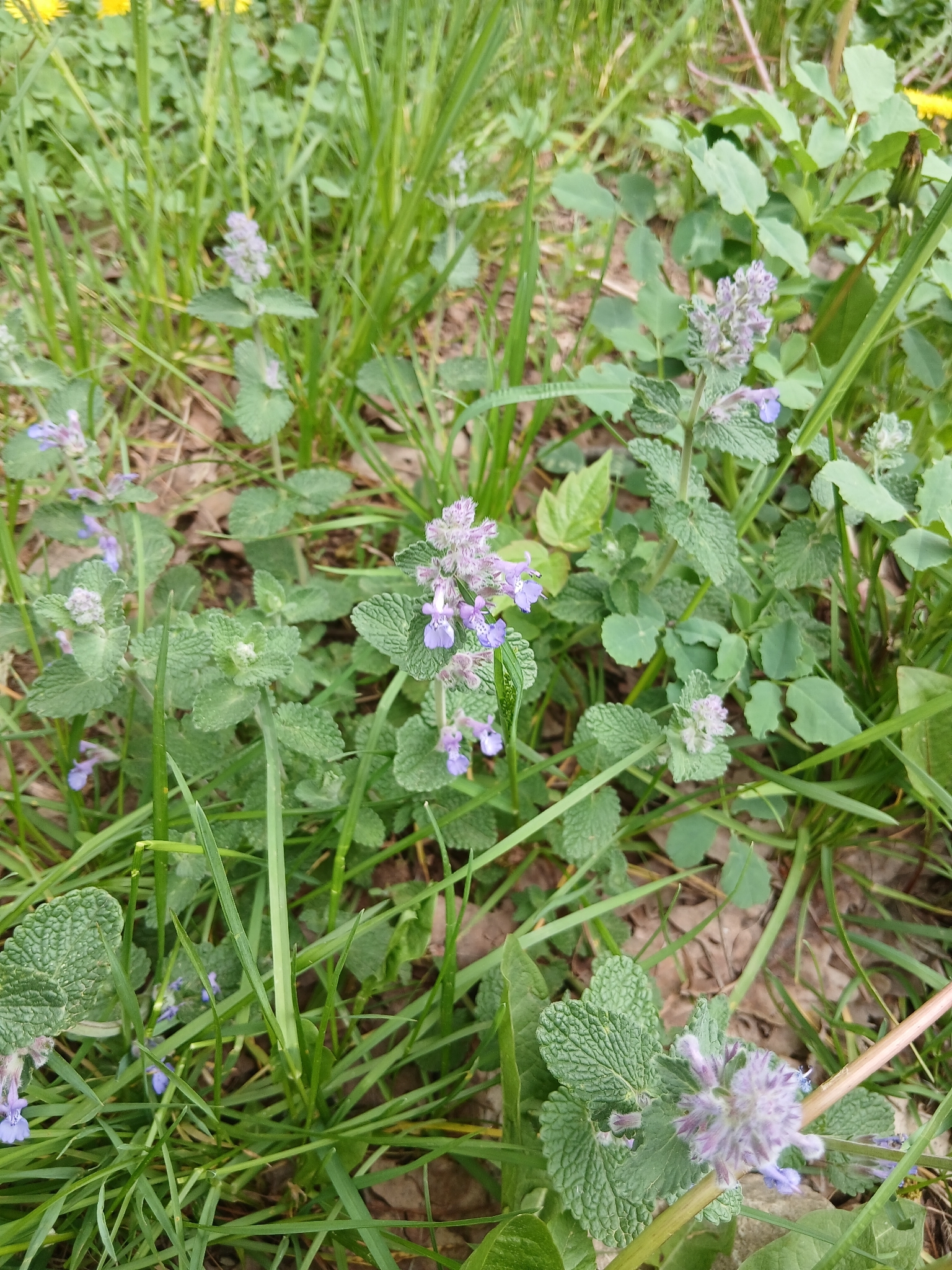 Beispielbild: Katzenminze (Nepeta faassenii)