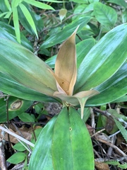 Freycinetia