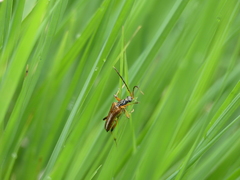 Stenocorus meridianus
