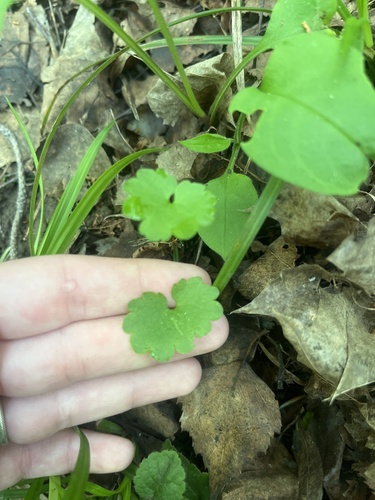 Наблюдение на iNaturalist