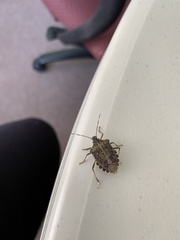 Halyomorpha halys