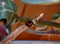 Harmonia axyridis