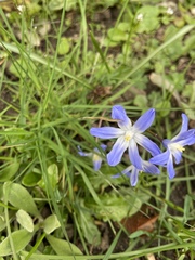 Scilla luciliae