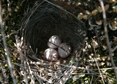 Chondestes grammacus