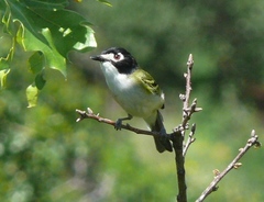Vireo atricapilla