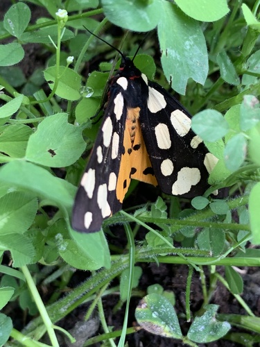 Cream-spot Tiger