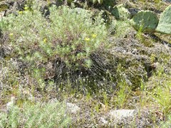 Chondestes grammacus