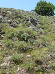 Chondestes grammacus