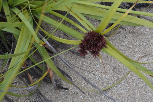 Cyperus planifolius, 2026-05-12